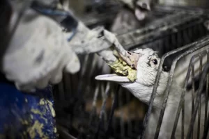Foie Gras: Sejarah, Proses Pembuatan, dan Tips Menikmati